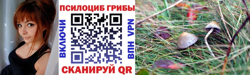 kraken tor  Павловск  Псилоцибиновые грибы Cubensis 